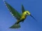 Hummingbird House Escape — δωρεάν online παιχνίδι