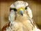Gyrfalcon Jigsaw — δωρεάν online παιχνίδι