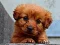 Puppy Puzzle — δωρεάν online παιχνίδι