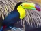 Toucan Bird Jigsaw — δωρεάν online παιχνίδι