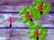 Smash Ants — δωρεάν online παιχνίδι
