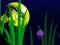 Flash Fish Freddie — δωρεάν online παιχνίδι