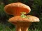 Mushroom Plant Land Escape — δωρεάν online παιχνίδι