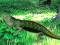 Lizard Forest Escape — δωρεάν online παιχνίδι