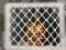 Tiger Escape 1 — δωρεάν online παιχνίδι