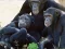Funny Chimpanzee Jungle Escape — δωρεάν online παιχνίδι