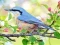 Hidden Spots Birds — δωρεάν online παιχνίδι
