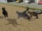 Run Cat Cat Race — δωρεάν online παιχνίδι