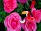 Precious Rose Escape — δωρεάν online παιχνίδι