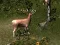 Sniper Hunting Deadly Animal — δωρεάν online παιχνίδι