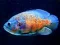 Tiger Fish Jigsaw — δωρεάν online παιχνίδι