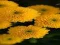 Chrysanthemums Jigsaw — δωρεάν online παιχνίδι