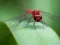 Dragon Fly Jigsaw — δωρεάν online παιχνίδι
