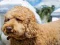 Labradoodle Jigsaw — δωρεάν online παιχνίδι