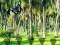 Rescue Tasmanian Tiger — δωρεάν online παιχνίδι