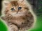 Couple Kitten Escape — δωρεάν online παιχνίδι