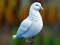 Realistic Pigeon Rescue — δωρεάν online παιχνίδι
