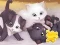 Jigsaw Puzzle: Playing Cats — δωρεάν online παιχνίδι