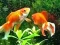 Blue Fish Escape — δωρεάν online παιχνίδι