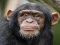 Chimpanzee Jigsaw — δωρεάν online παιχνίδι