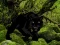 Escape from Black Panther Forest — δωρεάν online παιχνίδι