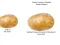 Potato Construct 2 Edition — δωρεάν online παιχνίδι