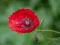 Poppy Nature Flower Jigsaw — δωρεάν online παιχνίδι