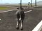 Crazy Bull City — δωρεάν online παιχνίδι