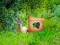 Return To Alsunga Forest — δωρεάν online παιχνίδι