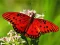 Nature Jigsaw Puzzle Butterfly — δωρεάν online παιχνίδι