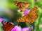 Butterfly Slide — δωρεάν online παιχνίδι