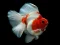 Gold Fish Jigsaw Puzzle — δωρεάν online παιχνίδι