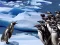 Penguins Slide — δωρεάν online παιχνίδι