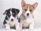 Cute Puppies Puzzle — δωρεάν online παιχνίδι