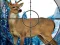 Sniper Stag Hunter — δωρεάν online παιχνίδι