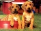 Puppy Pairs Puzzle — δωρεάν online παιχνίδι