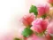 Pink Roses — δωρεάν online παιχνίδι