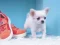 Lovely Puppy Puzzle — δωρεάν online παιχνίδι