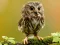 Animal Hidden Stars — δωρεάν online παιχνίδι