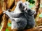 Cute Baby Koala Bear — δωρεάν online παιχνίδι