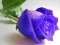 Blue Roses — δωρεάν online παιχνίδι