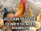 Jigsaw Puzzle Domesticated Animals — δωρεάν online παιχνίδι