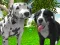 Dog Simulator 3d — δωρεάν online παιχνίδι