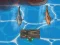 Titanic Shark Attacks — δωρεάν online παιχνίδι