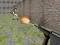 Bullet Fire — δωρεάν online παιχνίδι