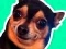 What meme dog are you ? — δωρεάν online παιχνίδι