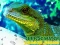 Chinese Water Dragon Jigsaw — δωρεάν online παιχνίδι