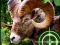Crazy Goat Hunter 2020 — δωρεάν online παιχνίδι