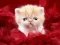 Funny Kitty — δωρεάν online παιχνίδι
