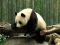 Pandas Puzzle — δωρεάν online παιχνίδι